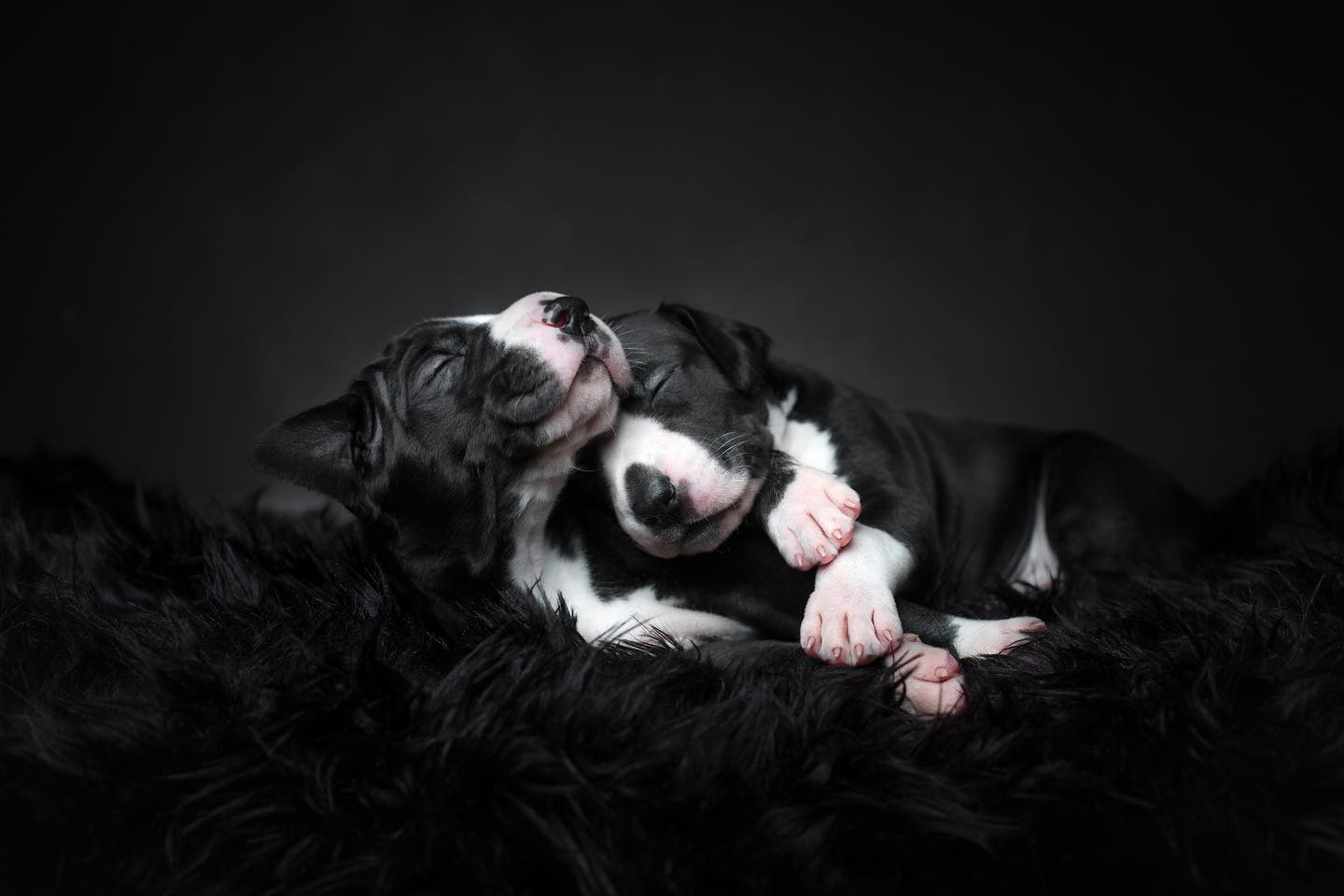 Dog Photography Awards 