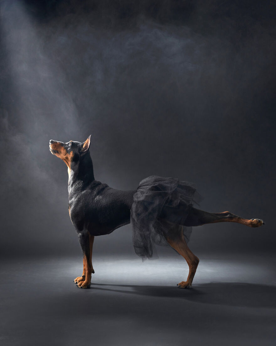 Dog Photography Awards 