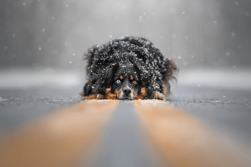 Dog Photography Awards 