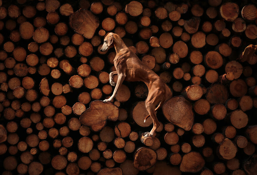 Dog Photography Awards 