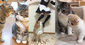 日本、Youtuber、和風総分家、もちまる日記、I am Maru.、柴犬、英格蘭摺耳貓