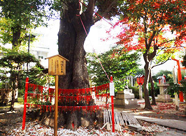 結緣之樹、大須三輪神社