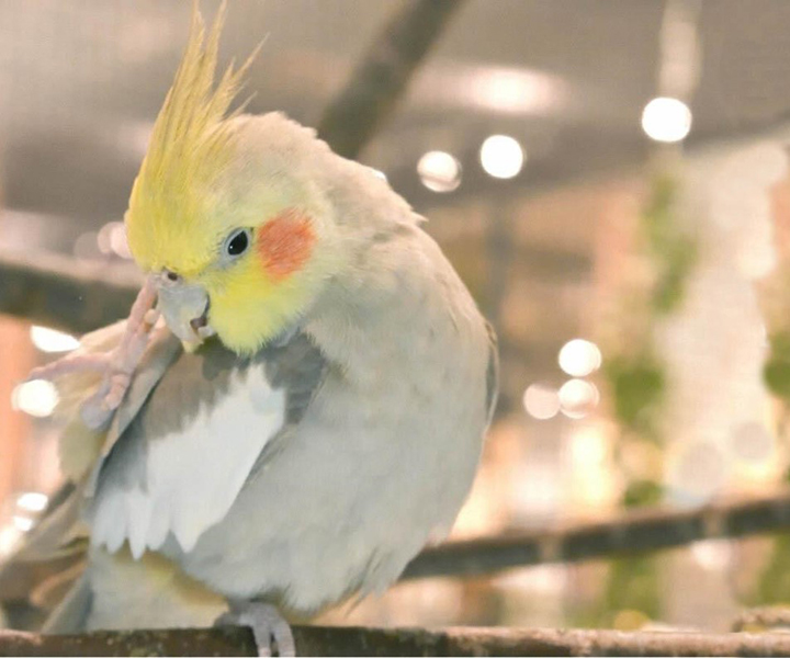 動物咖啡廳、鸚鵡