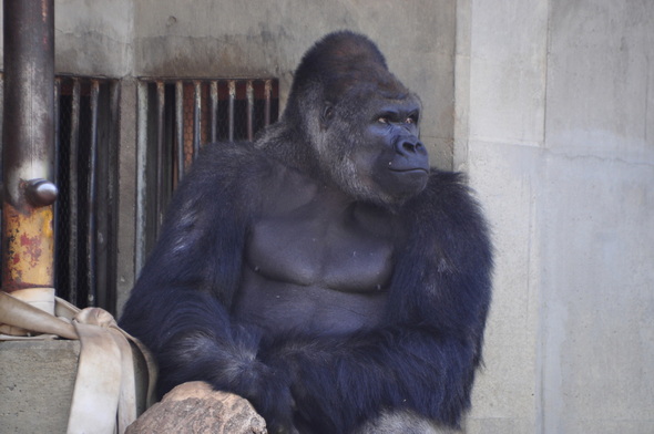 東山動植物園、大猩猩、沙巴尼