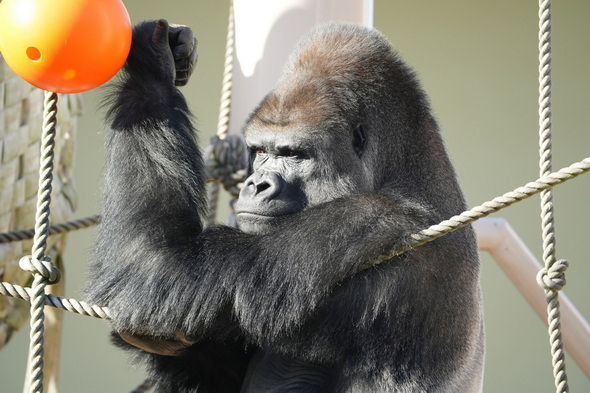 東山動植物園、大猩猩、沙巴尼