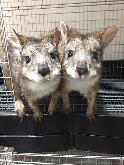 動物咖啡廳、小袋鼠