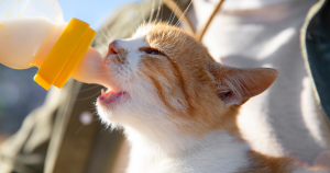 貓、餵奶