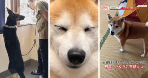 狗狗、Youtuber