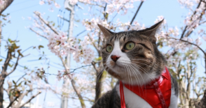 貓、櫻花