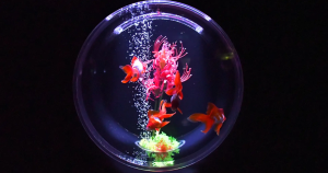 金魚、水族館
