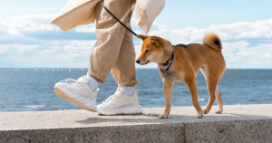 狗狗、散步