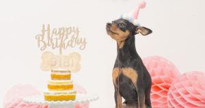 狗狗生日、寵物生日蛋糕