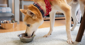 冬季、寵物、保暖